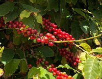 Moka Morettino - 4 kopjes